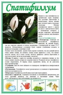 Спатифиллум какая кислотность
