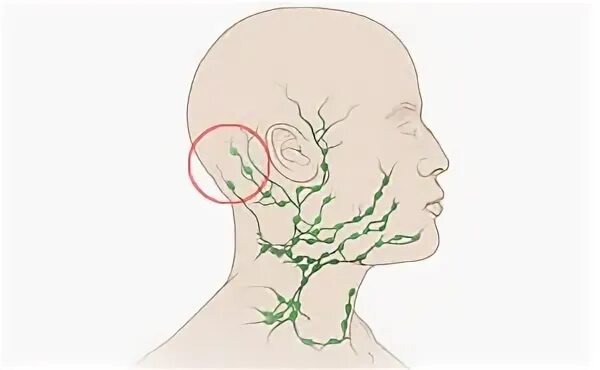 Затылочные лимфоузлы воспаление. Подзатылочные лимфоузлы воспалились. Лимфоузлы затылочные воспаление симптомы. Лимфоузлы затылочные причины