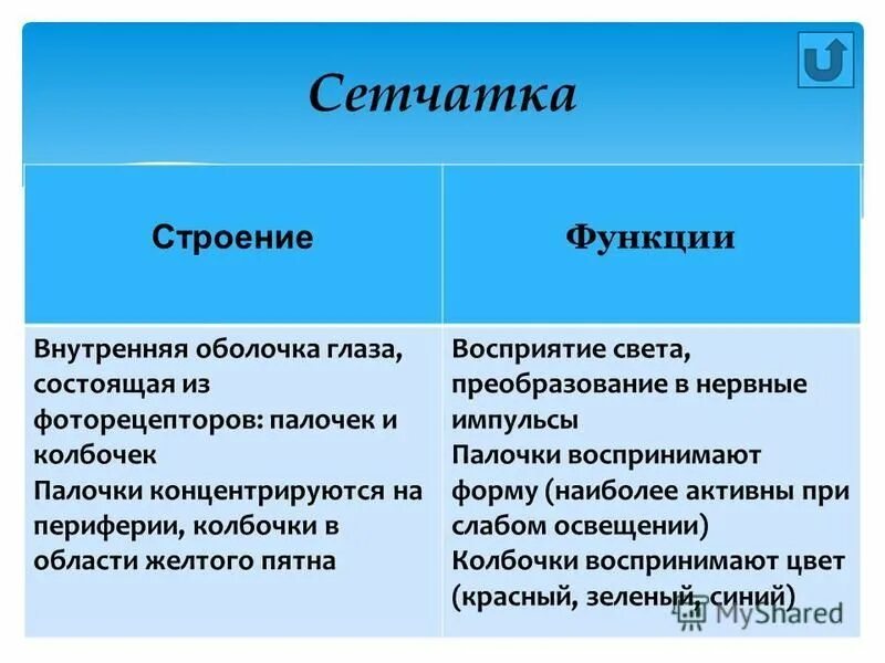 Особенности строения и функции спечаткки. Сетчатка строение и функции. Сетчатка глаза строение и функции. Сетчатая оболочка строение и функции.