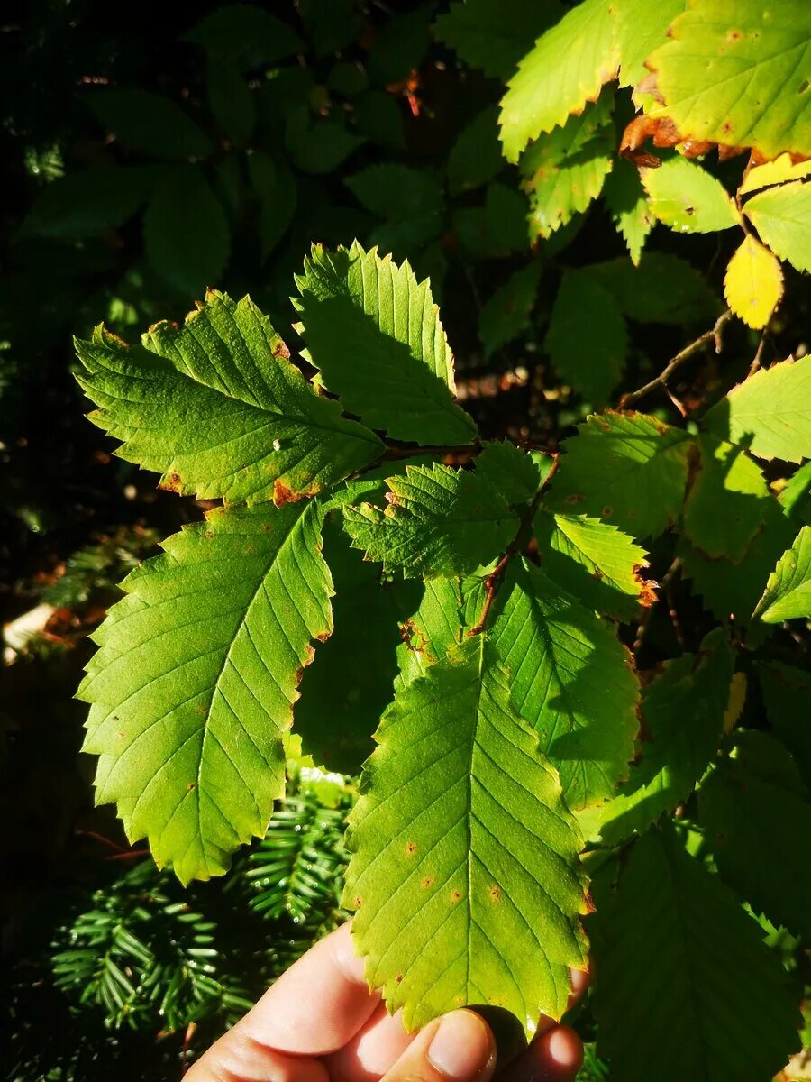 Карагач на 10 дней. Вяз Ильм карагач. Вяз гладкий (Ulmus laevis). Вяз обыкновенный, гладкий (Ulmus laevis). Вяз мелколистный карагач.