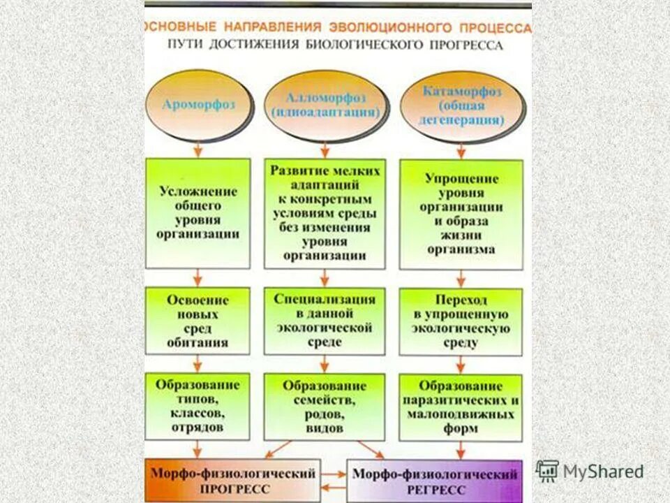 Пути достижения биологического прогресса таблица 9 класс. Таблица основные направления эволюции 9 класс биология. Направления эволюции и пути достижения биологического Прогресс. Пути достижения биологического прогресса схема. Каковы пути достижения биологического прогресса