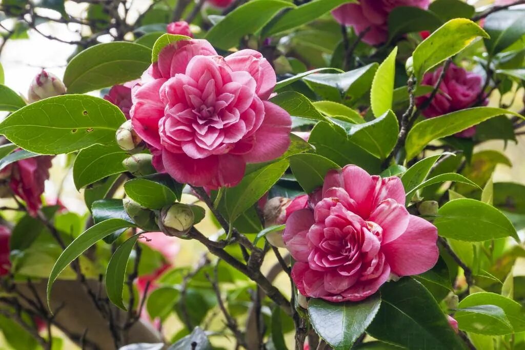 Камелия японская camellia japonica. Камелия цветок уличная уход. Камелия джапоника. Камелия домашняя. Японские махровые камелии.