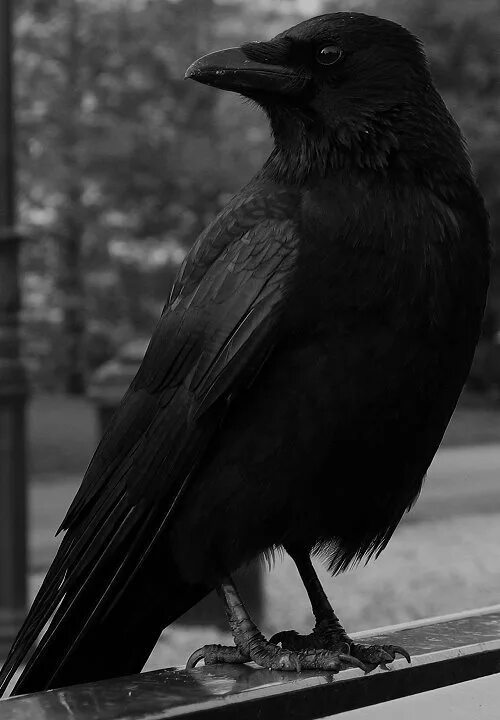 Черный мудрый. Эстетика Воронов. Темная птица. Вороны. Черный ворон Эстетика.