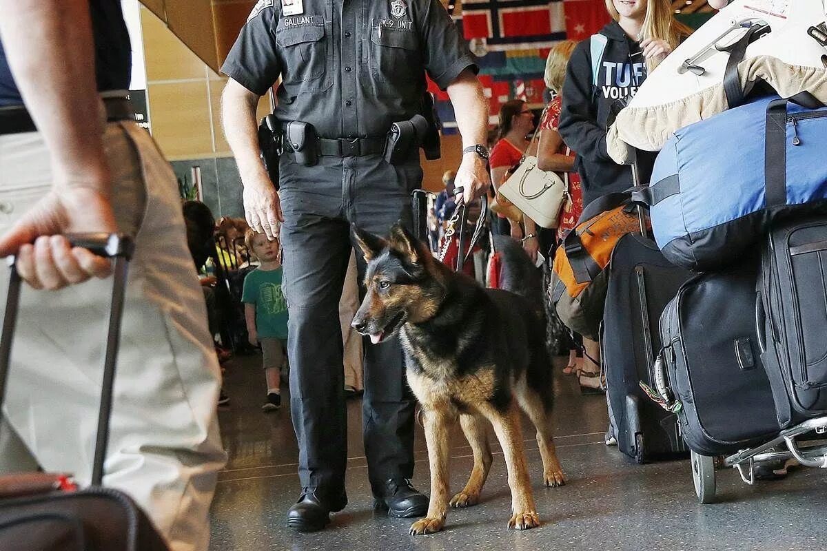 Кинолог с собакой в крокусе. Служебные собаки в аэропорту. Кинологи в аэропорту. Полиция аэропорта с собакой. Кинолог с собакой в аэропорту.