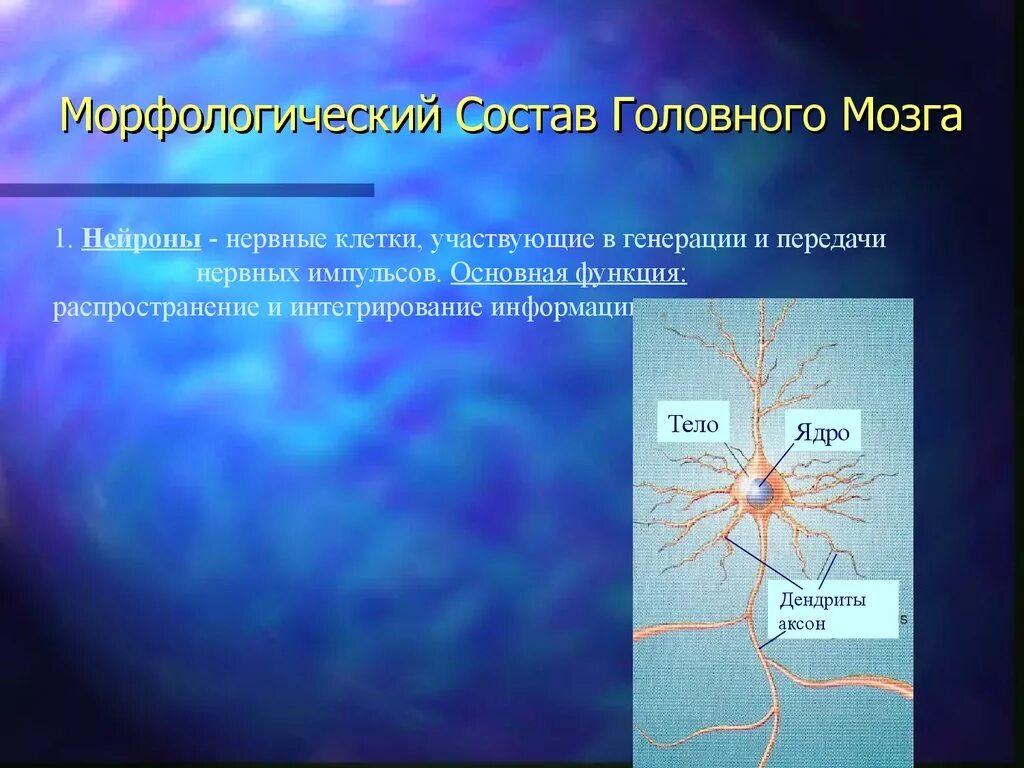 Состав нервной клетки. Дендрит нейрона. Биохимия нейронов. Нейроны мозга. Нервные узлы и нейрон