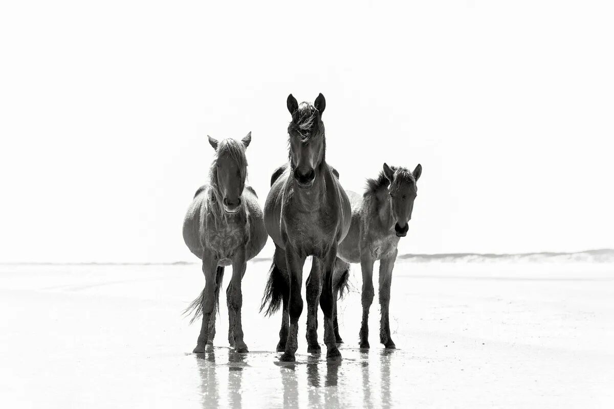 Дикие лошади Камберленд. Лошадиный остров. Остров диких лошадей. Wild Horse Islands лошади.