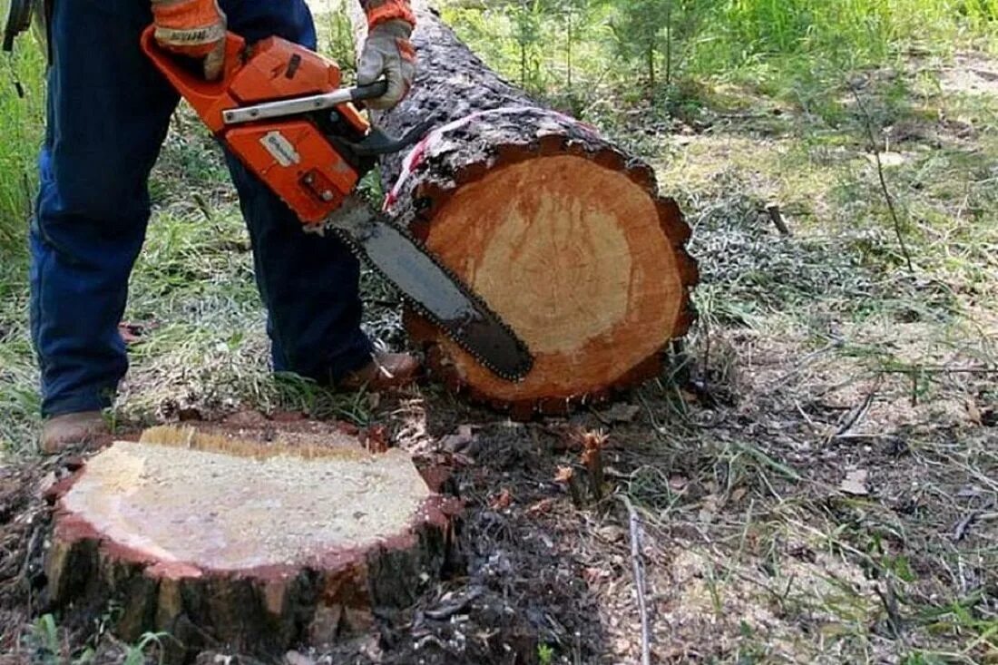 Рубка деревьев. Черные лесорубы осинский район. гуп приднестровье лес. вырубка деревьев.