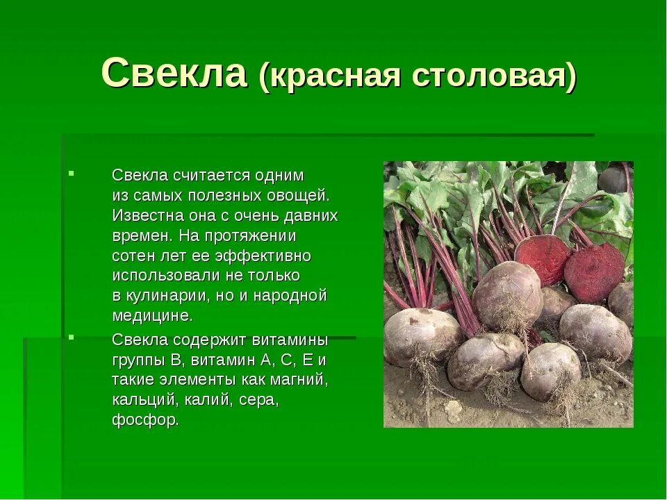 Свекла относится к группе. Свекла столовая описание. Характеристика свеклы столовой. Свекла описание. Сообщение о свекле.