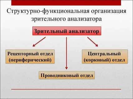 Структурно функциональная организация систем