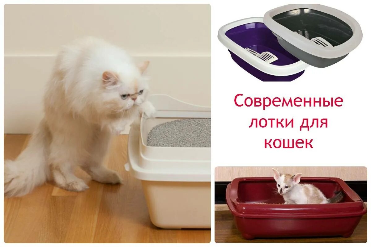 Лоток для котят. Нужные вещи для котёнка. Приучение кошки к лотку. Лоток для приучения кошек к унитазу.