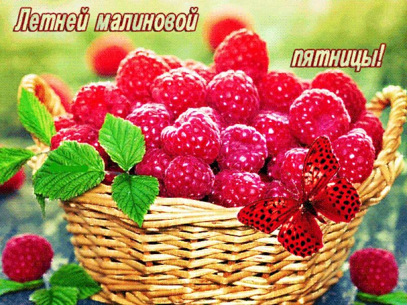 Кот клубника. Отличного настроения клубника. Wildberries интернет магазин. Wildberries переименовались в ягодки. Летнее настроение.