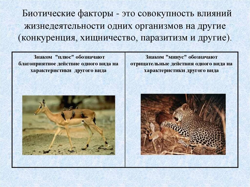 Экологические факторы среды обитания. Биотические факторы примеры. Экологические факторы это в биологии. Факторы связанные с живыми организмами. Экологические факторы среды.