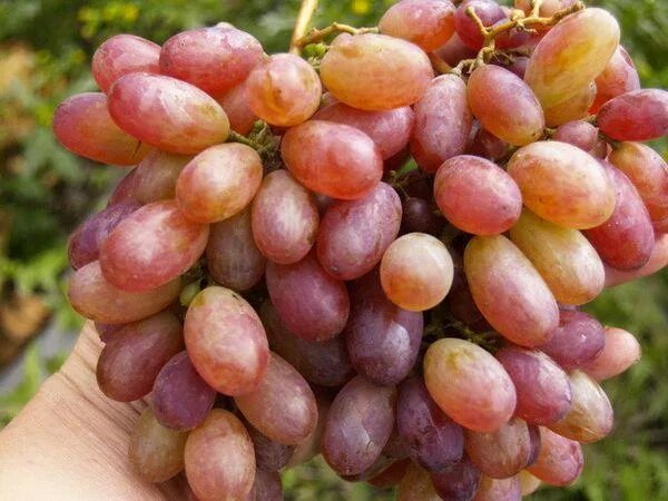 Виноград гран при описание