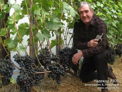 Виноград через сколько урожай