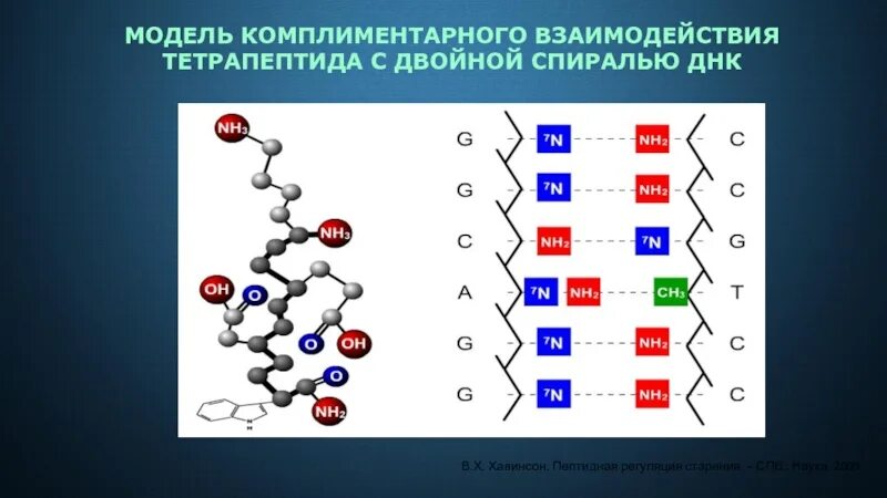 Комплиментарные днк. Комплиментарное взаимодействие. невалентные взаимодействия в пептидах. тетрапептиды. комплиментарные товары примеры.
