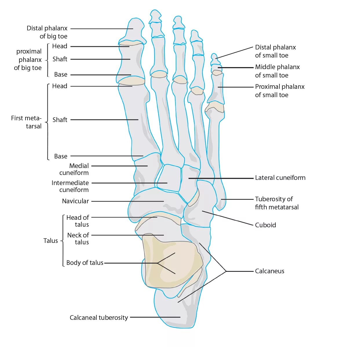 5 фаланга стопы. Кости стопы анатомия. Фаланги пальцев стопы анатомия. Кости пальцев стопы анатомия. Мизинец стопы анатомия.