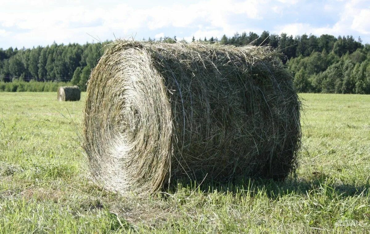 испорченное сено. солома подстилка. тюк 20-25кг тюк. хранение тюков сена. сено (клевер+люцерна) 1 тюк.