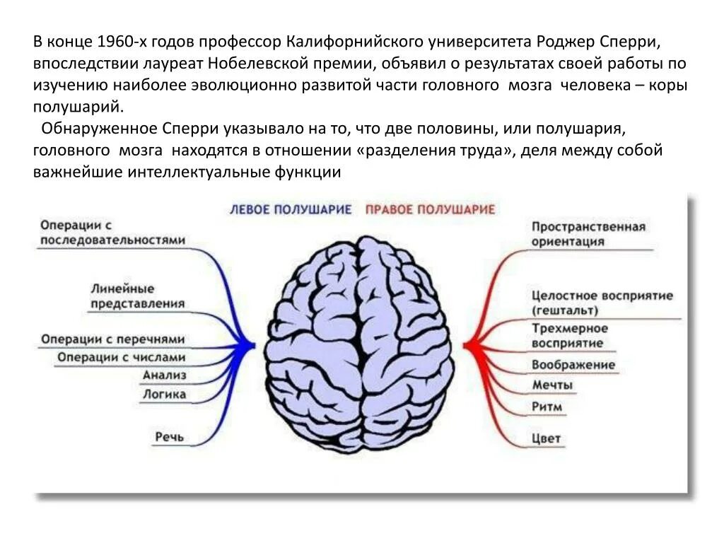 Человек который и правой и левой. Правому и левому полушарию мозга характеристика. Роль левого полушария в речевой функции. За что отвечает левое и правое полушарие головного мозга. За что отвечают полушария головного мозга человека левое и правое.