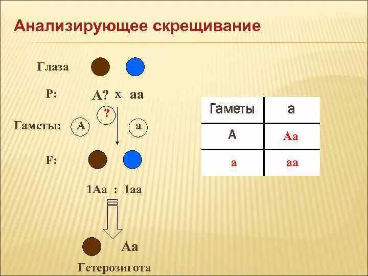 Количество возможных генотипов при скрещивании аа аа. Типы гамет рецессивной гомозиготы. Типы гамет АА АА АА. Анализирующее скрещивание. Анализирующее скрещивание гаметы.