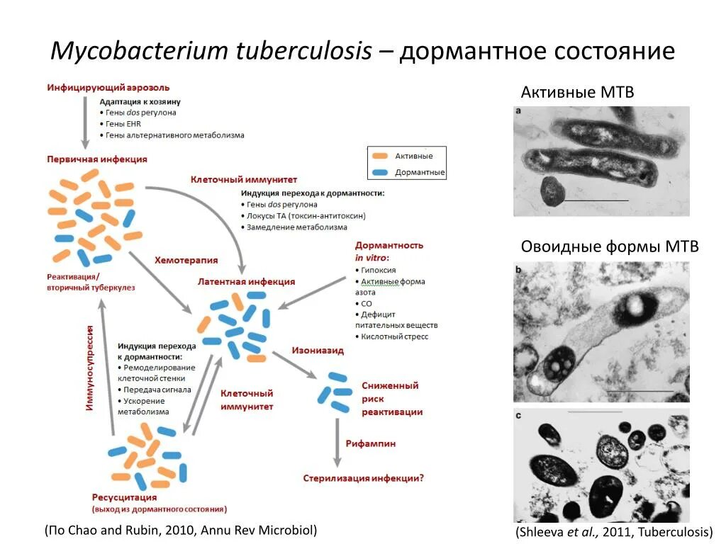 Микобактерии туберкулеза формы. Строение микобактерии туберкулеза. Структура микобактерии туберкулеза. Бактерия туберкулеза строение. Строение микобактерии туберкулеза схема.