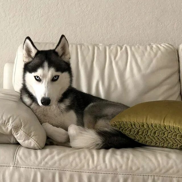 Хаски порода хаски. Домашняя собака хаски. Хаски фото. Сибирский хаски в доме. Хаски собака сибирский домашний.