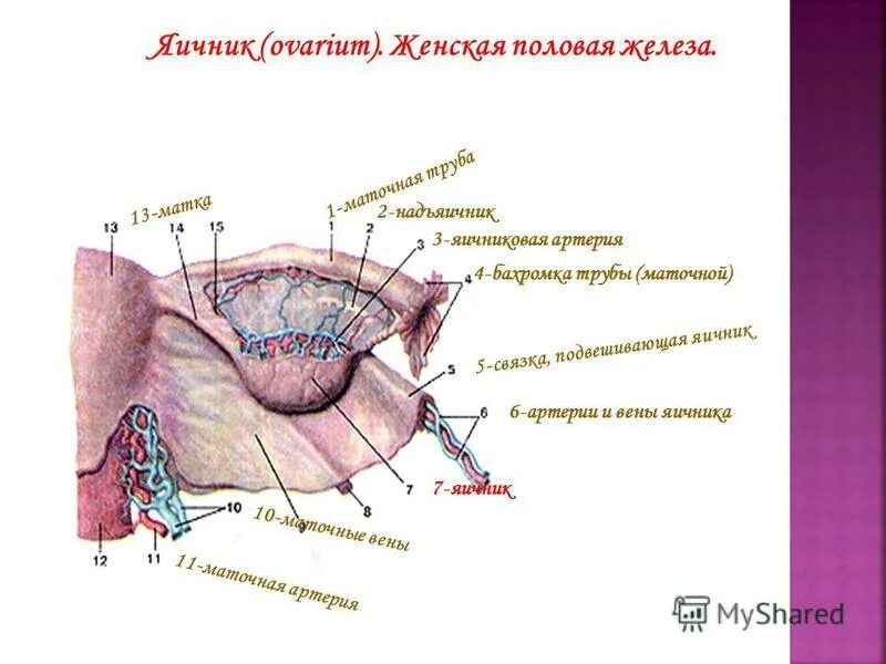 1 женские половые железы. Подвешивающая связка яичника. Строение яичника связки.