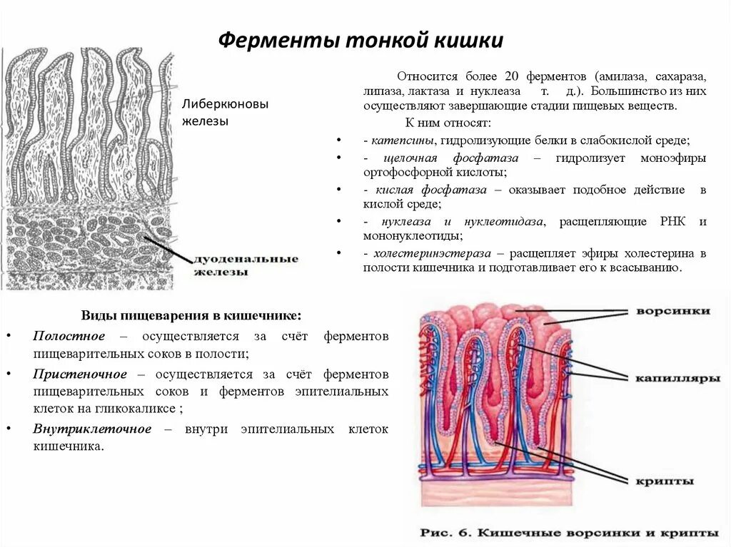 Толстая кишка среда. Ферменты на ворсинках тонкого кишечника. Пищеварительные железы ферментов кишечника. Железы тонкого кишечника ферменты. Тонкий кишечник секрет железы.