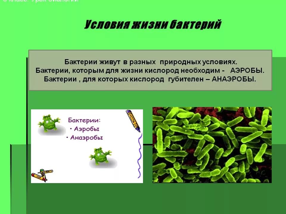 Бактерии в бескислородной среде. Условия жизни бактерий. Условия жизни микроорганизмов. Микроорганизмы, которым кислород губителен. Особенности жизни бактерий.