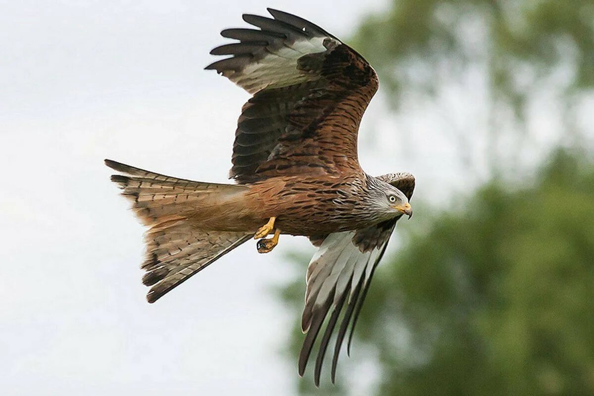 Сокол рост. Сапсан птица. Сокол рост. Ручной сокол. Рыжеголовый сокол (шахин).