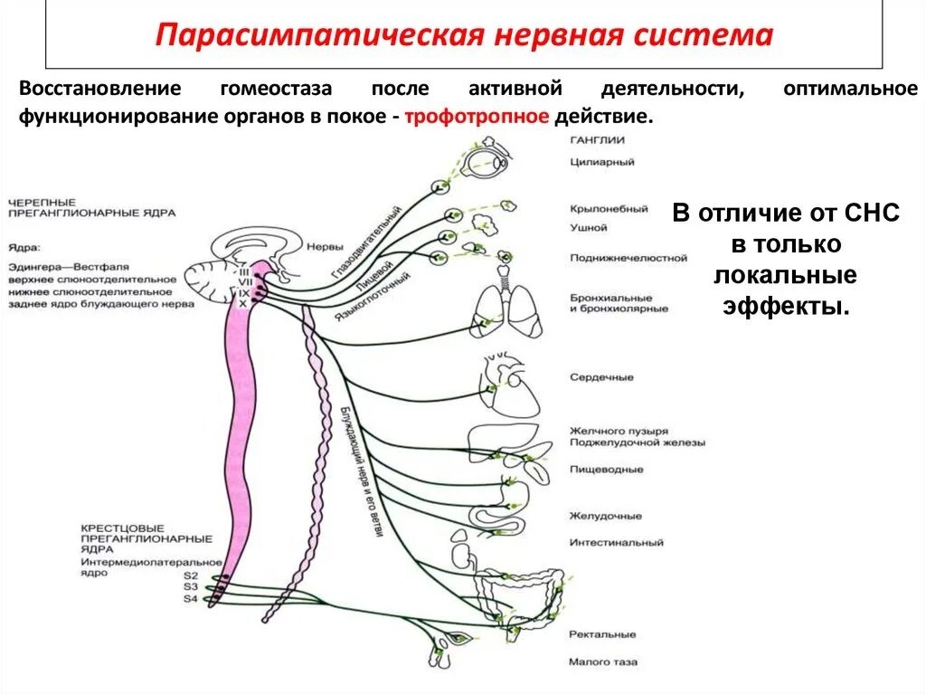 Блок схема парасимпатического отдела вегетативной нервной системы. Парасимпатическая система и симпатическая система. Симпатическая нервная система нервной системы это. Парасимпатический отдел вегетативной нервной схема.