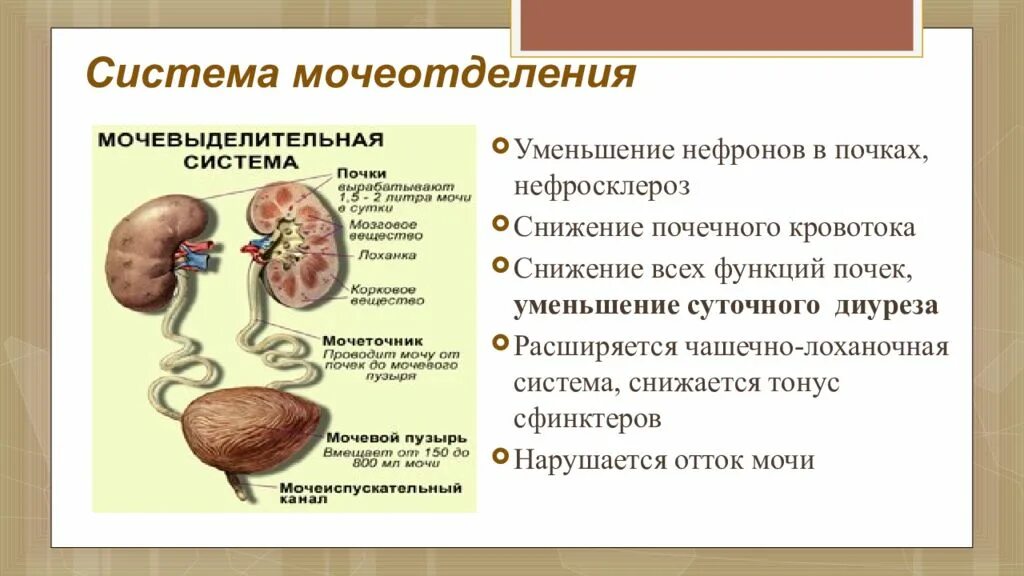 Профилактика заболеваний органов мочевыделительной системы. Заболевания мочевыделительной системы. Патология мочевыделительной системы. Система мочеотделения. Возрастные изменения мочевыделительной системы у пожилых людей.