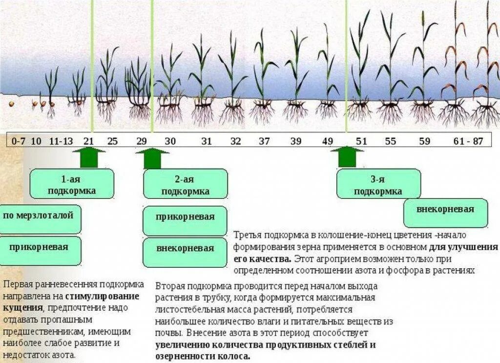 Удобрение Яровой пшеницы схема. Подкормка озимой пшеницы удобрениями. Норма удобрений для пшеницы. Схема внесения удобрений для озимой пшеницы. Урожайность внесении удобрений