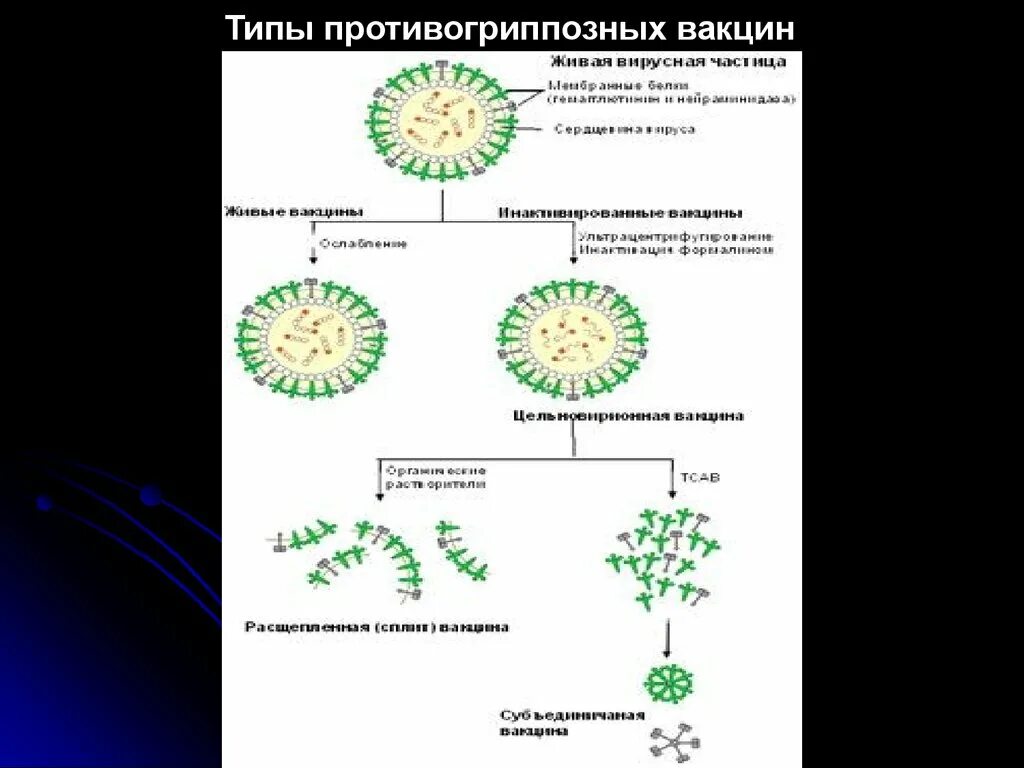 Типы противогриппозных вакцин. Механизм действия вакцин. Живые вирусные вакцины. Опишите свойства существующих противогриппозных вакцин.