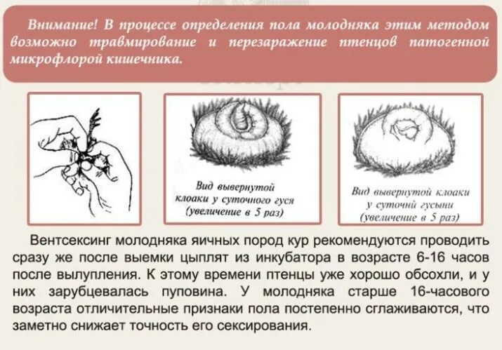 Как отличить цыплят по полу. Японский метод определения пола у цыплят по клоаке. Японский метод определения пола у цыплят. Как определить пол цыпленка. Как различить пол цыплят.