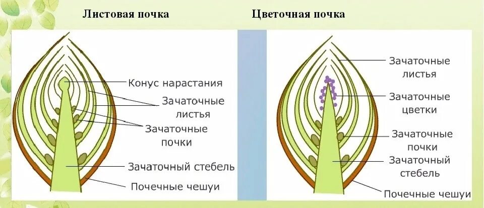 Строение почек растений 6 класс биология. Строение почки растения. Схема строения почки растения. Строение почки растений 6. Рассмотрите изображение генеративной почки и выполните задания