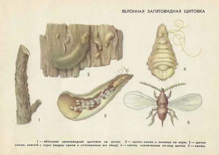 Личинка перерождения