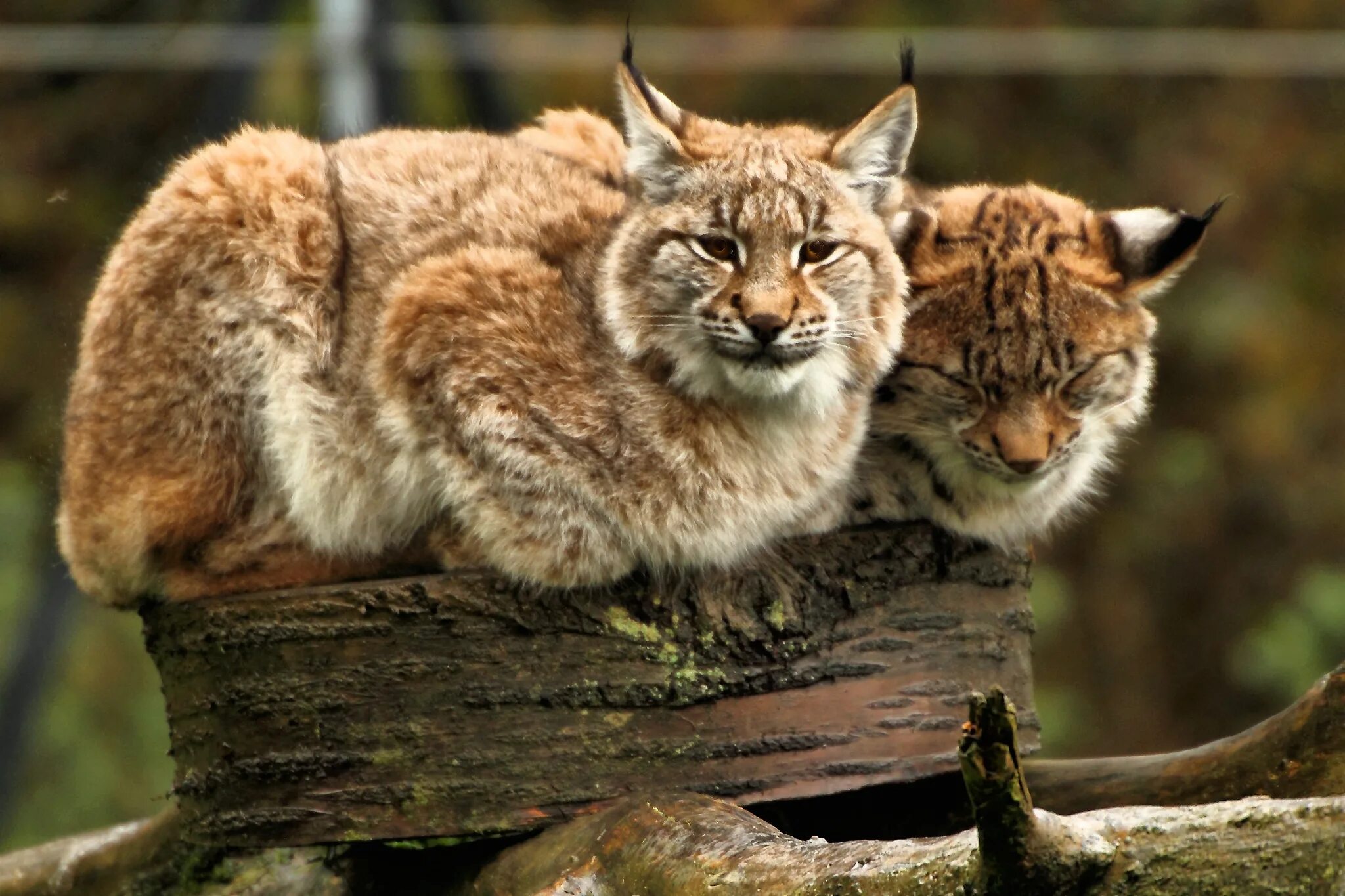 Обыкновенная Рысь. European Lynx. Европейская Рысь. Рысь 2. Рысь вопрос