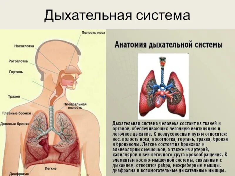 Органы входящие в дыхательную систему функции. Дыхательная система. Дыхательная система человека. Органы дыхательной системы человека. Дыхательная система система.