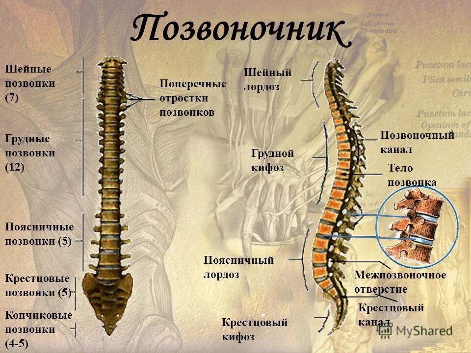 Сколько отделов имеет. Грудной отдел позвоночника th4-th5. Позвоночник строение анатомия грудной отдел позвоночника. Позвонок l1 l2 расположение. Строение позвонков крестцового отдела позвоночника.