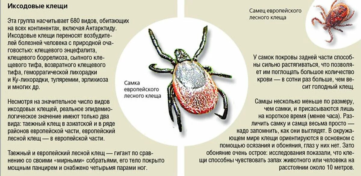 Как вылечить клещ в домашними. Клещи иксодовые клещевой энцефалит. иксодовые клещи профилактика. таежный клещ меры профилактики. зараженные иксодовым клещом.