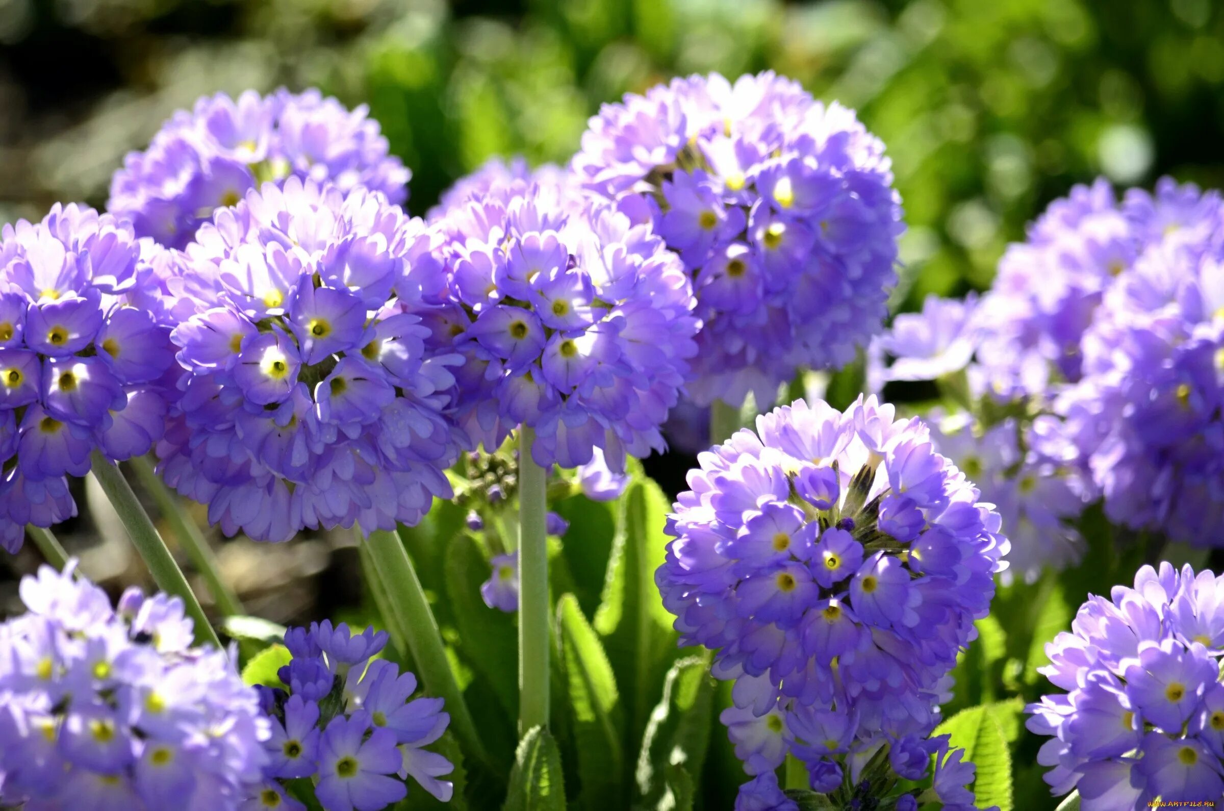 Ранние маленькие цветы. Примула мелкозубчатая Лилак. Примула мелкозубчатая Кашмериана. Примула мелкозубчатая - Primula. Примула мелкозубчатая (Primula denticulata).