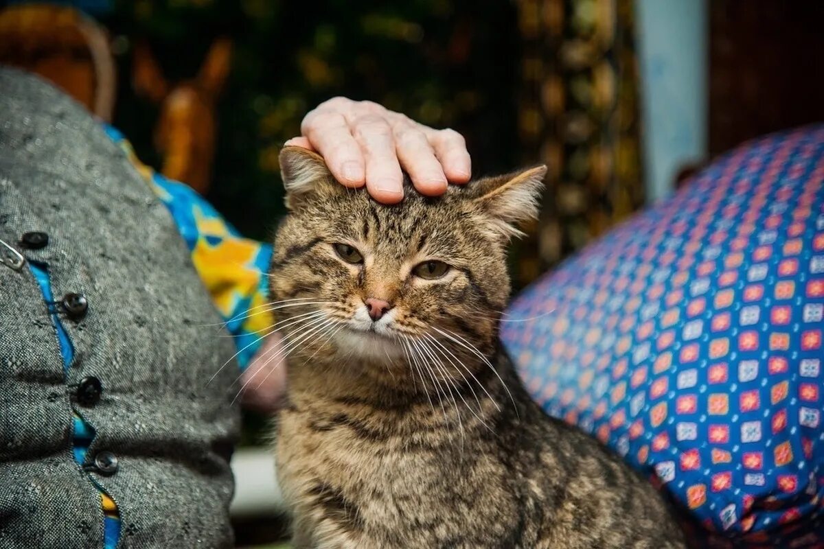 Кошки умеют улыбаться. Мурлыканье. Кошачье мурлыканье. Мурлыканье кошки оздоравливают. Кошки способны