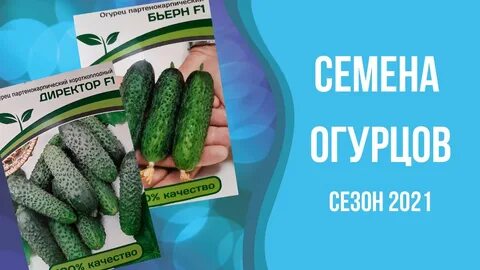 Огурцы сорт платоша