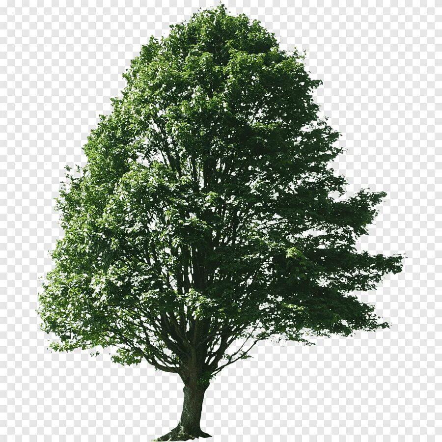 Дерево пнг. Дерево на прозрачном фоне. Дерево без фона. Деревья для фотошопа. Прозрачное дерево.