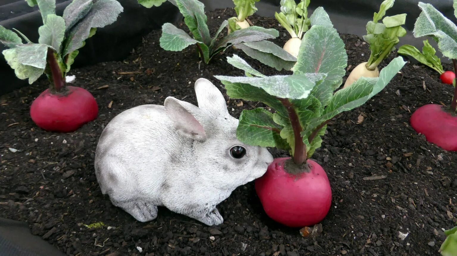 Можно ли кроликам редиску. Кролик ест редиску. Кролик ест овощи. Какие животные едят редиску. Кто из животных ест редиску.