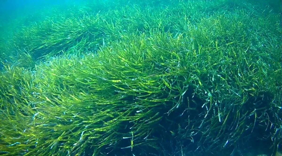 Тонкие водоросли. Посидония Океанская. Посидония (растение). Посидония водоросль. Морская трава Посейдония индийский океан.