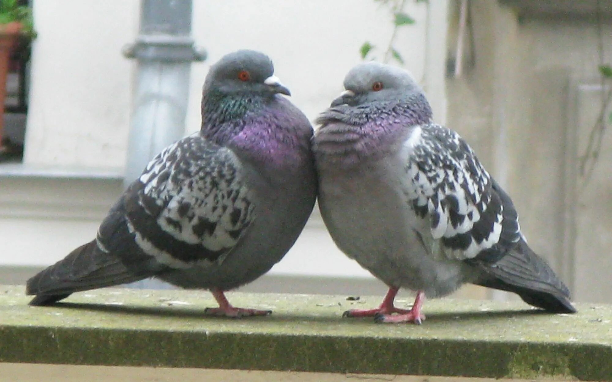 They like birds. Любовь и голуби. The Pigeon. Pigeons can't fart..