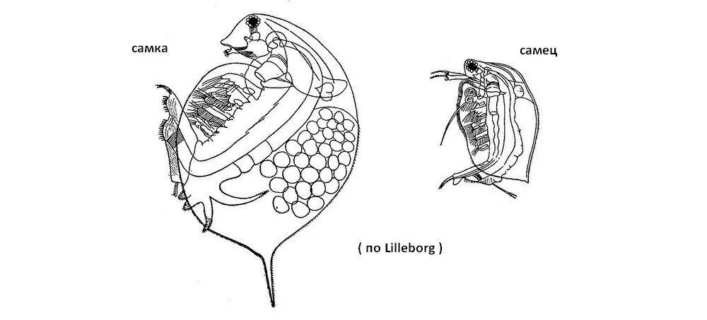 Какой тип кровеносной системы характерен для дафнии. Дафния Магна самец. Самка дафнии. Дафния самка и самец. Дафния Магна рисунок.