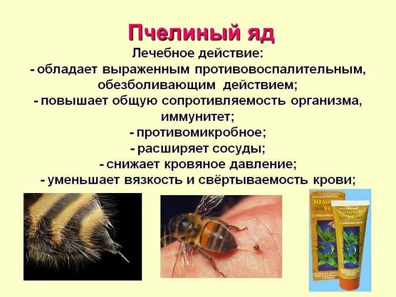 Исследование конечностей домашней пчелы какая биологическая наука. Чем полезен пчелиный яд. Пчелиный яд является лекарством. Яд пчёл полезен. Чем полезен яд пчелы.