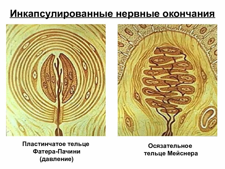 Пластинчатое нервное тельце фатера-Пачини. Тельце Пачини гистология. Инкапсулированное нервное окончание тельце фатера-Пачини гистология. Пластинчатое нервное тельце фапера-Пачин. Тельца фатера